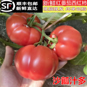 新鲜沙瓤红西红柿红番茄生吃柿子