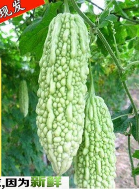 顺丰包邮新鲜白苦瓜现摘农家青皮苦瓜蔬菜凉瓜湖北生鲜白绿色苦瓜