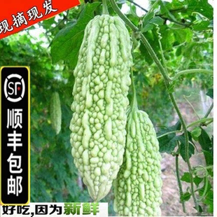 顺丰包邮新鲜白苦瓜现摘农家青皮苦瓜蔬菜凉瓜湖北生鲜白绿色苦瓜