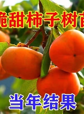 柿子苗树黑柿子苗树盆栽嫁接苗日本甜柿子树果苗庭院特大当年结果