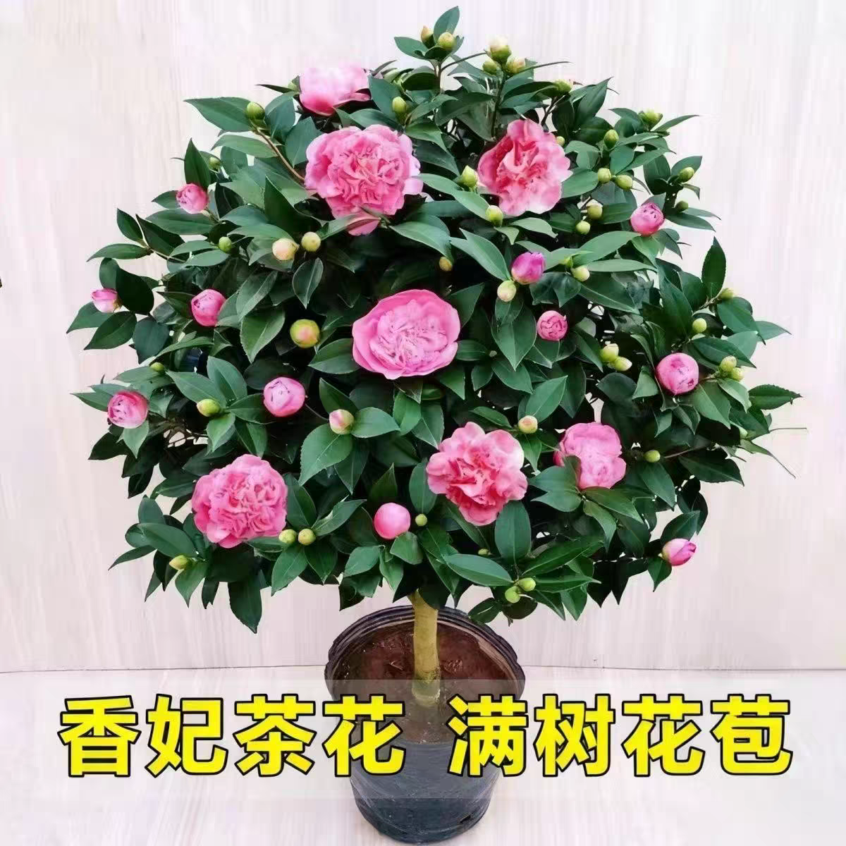 烈香茶花香妃千里香茶花苗带花苞盆栽花卉正品保证 三农开花包邮