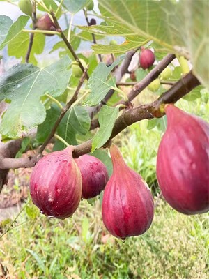 无花果树苗带叶盆栽地栽阳台矮化特大无花果苗南北方种植当年结果