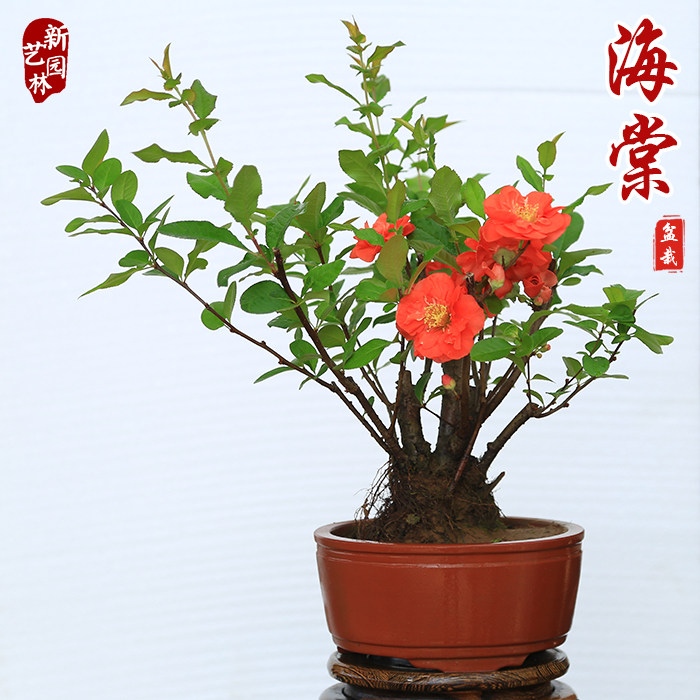 海棠花盆栽重瓣橙色大花开花盆景长寿冠树苗老桩庭院阳台鲜花植物|msdalam kategori penghantaran bunga/bunga simulasi/tumbuhan berkebun, bunga/Tumbuh-tumbuhan tumbuh-tumbuhan pasu (baru), tumbuh-tumbuhan hijau - dari Buy2taobao.com untuk memberikan perkhidmatan ejen Taobao profesional membeli