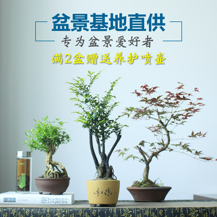 盆景基地直供，xinyi 办公室桌面趣味盆栽