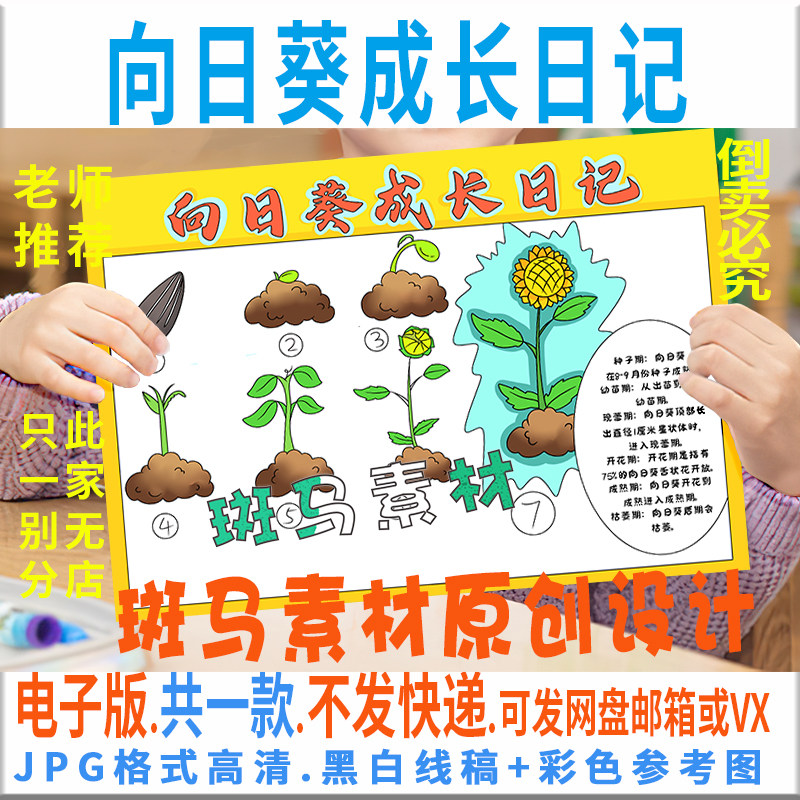 b707向日葵成长过程植物观察日记小报线描涂色自然笔记手抄报模板