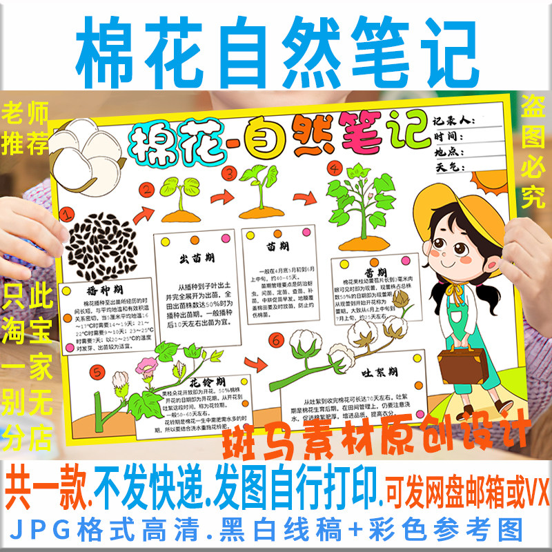 e209自然笔记手抄报棉花生长记学生植物观察日记黑白线描涂色小报