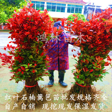 红叶石楠苗红花继木金森女贞苗四季常青庭院绿化树苗火焰红篱笆苗