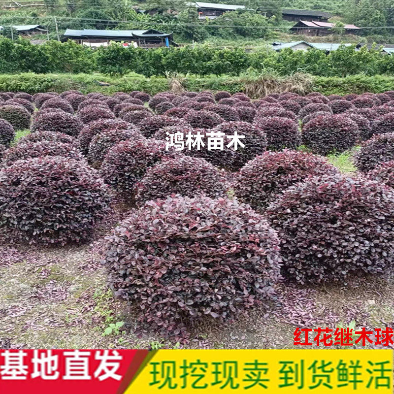 庭院植物四季常青不落叶彩色树种