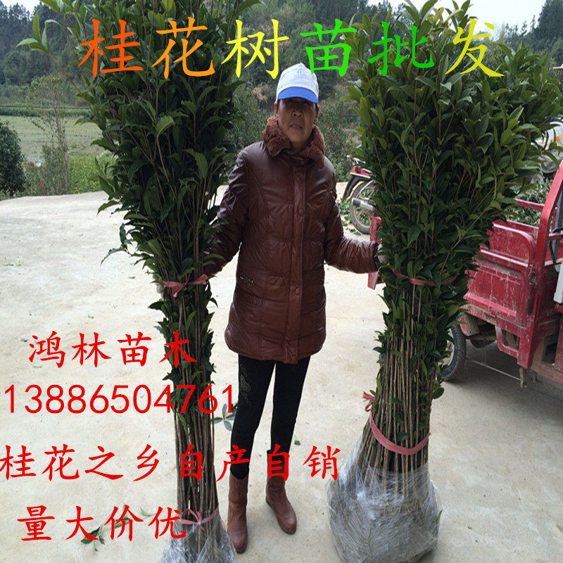 浓香型桂花四季常青庭院绿化植物