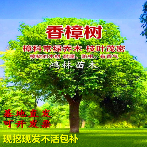 香樟树四季常青庭院绿化植物