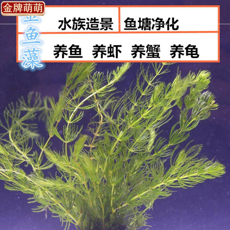 金鱼藻水草鱼草穗花狐尾藻鱼缸增氧水族造景中后景真水草鱼虾 金牌萌萌 淘优券