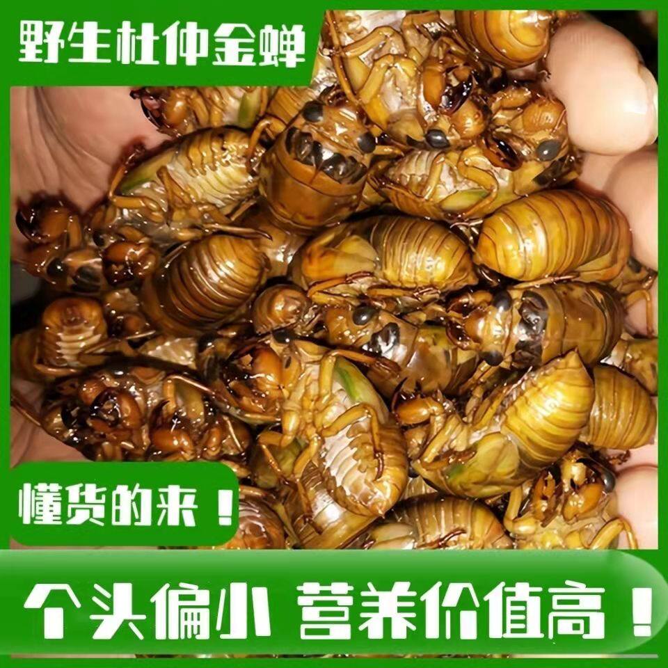 2022新鲜金蝉活体速冻野生知了猴