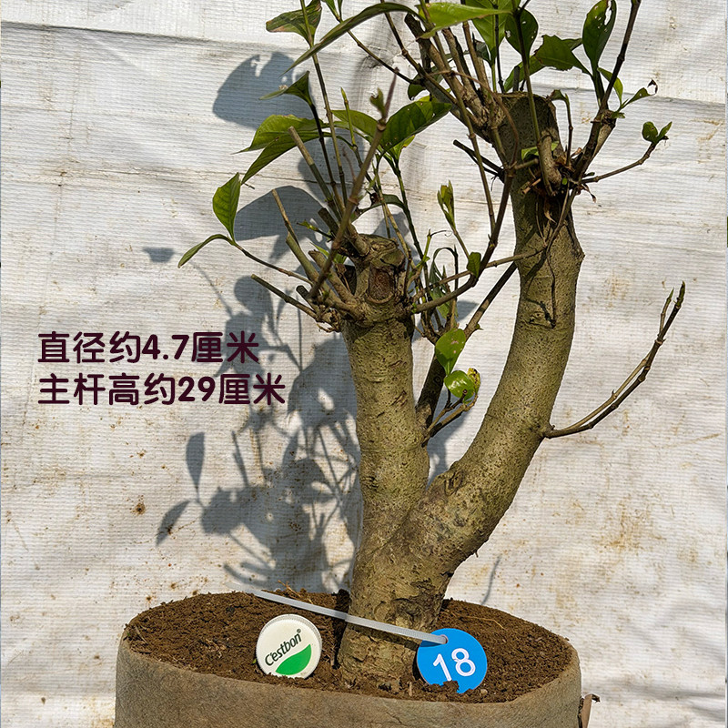 大叶栀子花牡丹栀子老桩盆景素材重瓣矮霸造型室内外浓香型盆栽,鲜花速递/花卉仿真/绿植园艺,造型盆景,淘宝优惠券,粉丝福利购,淘宝优惠卷