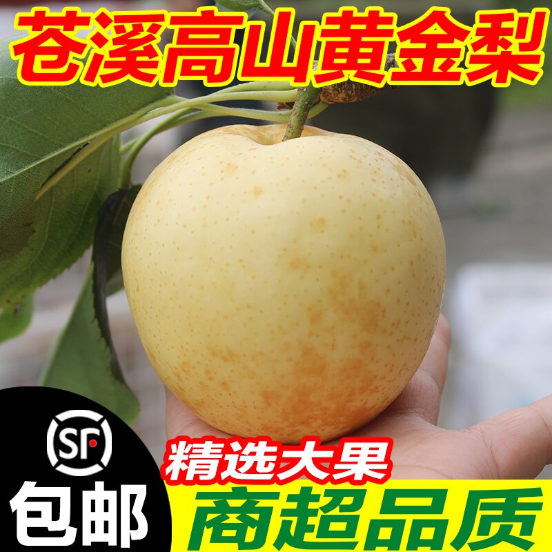 四川苍溪黄金梨10斤顺丰