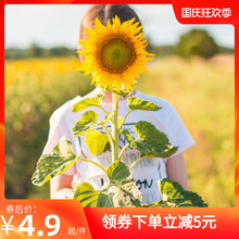 向日葵种孑矮生迷你室内阳台观赏盆栽花卉种籽庭院四季易种植种子