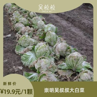 崇明霜冻大白菜单个三四斤（三件包邮）