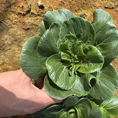 【江浙沪包邮】吴叔叔崇明太湖菜3斤装