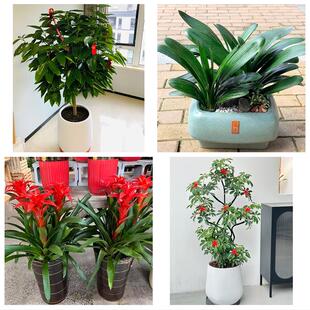 宜昌市五峰县宜都当阳枝江市花卉店同城配送开业绿植发财树幸福树