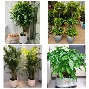 上海市浦东新区高行高东张江同城绿植花店公司开业送发财树金钱树