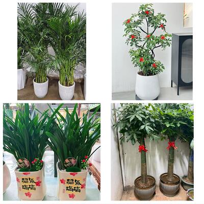 烟台市芝罘福山区牟平莱山区花卉店同城配送开业绿植发财树幸福树