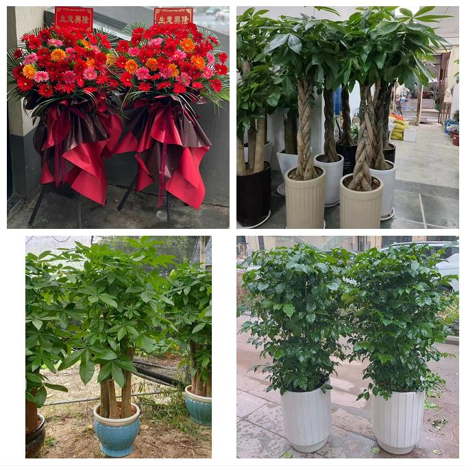 雅安市雨城名山区荥经汉源县同城花店订鲜花大麦开业花篮店铺开张