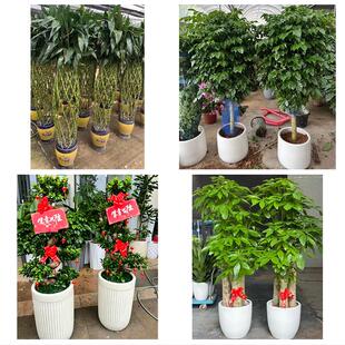 送周口市太康县鹿邑县项城市花卉店同城配送开业绿植发财树幸福树