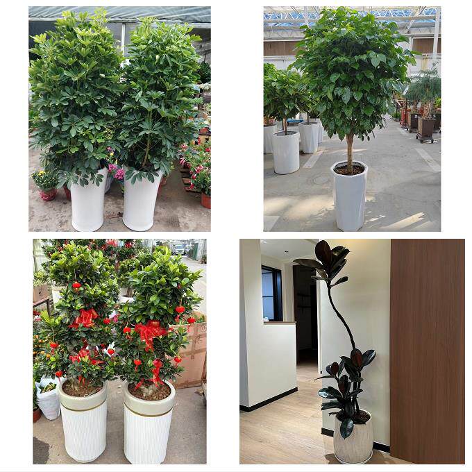 开业乔迁绿植发财树绿萝送厦门市思明区海沧区湖里区同城花店配送