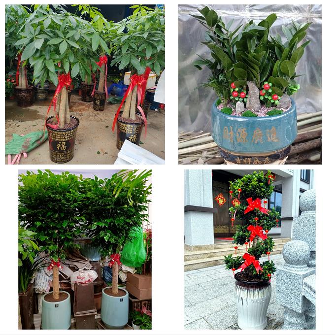 北京朝阳团结湖六里屯八里庄同城花卉绿植店朋友开业送平安发财树