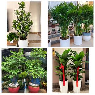 送吉林省白城市洮南市大安市花卉店同城配送开业绿植发财树幸福树