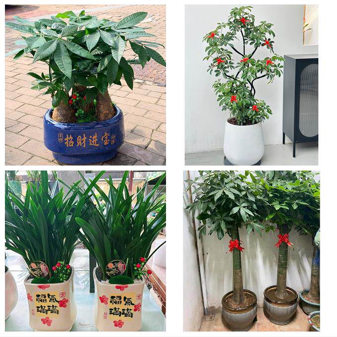 韶关市武江浈江曲江区始兴县花卉店同城配送开业绿植发财树幸福树