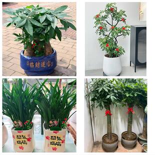 韶关市武江浈江曲江区始兴县花卉店同城配送开业绿植发财树幸福树