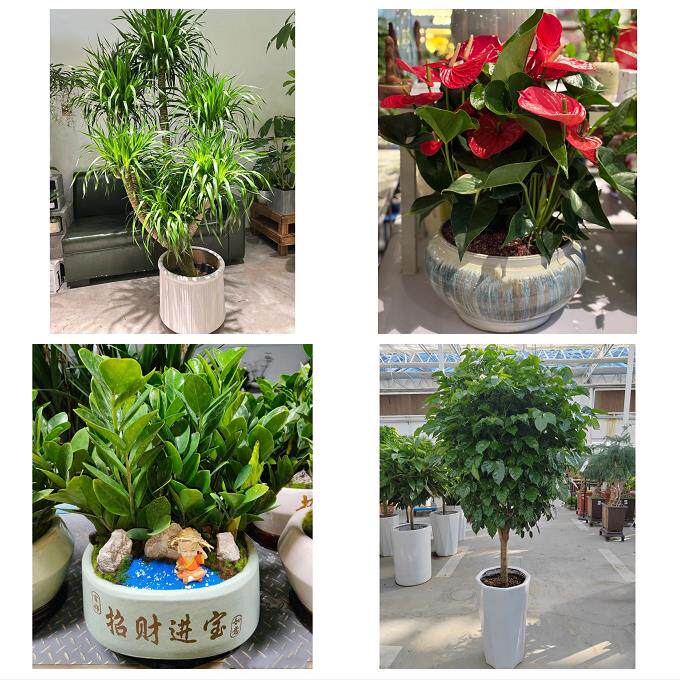 开业乔迁绿植发财树绿萝临沂市郯城沂水县兰陵县费县同城花店配送