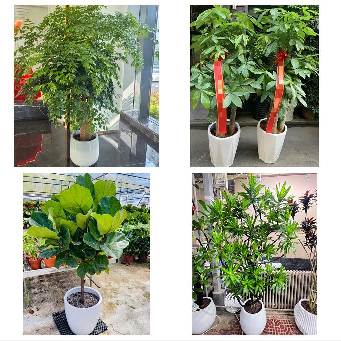 淮北市杜集相山烈山区濉溪县绿植店同城配送公司开业发财树绿萝柱
