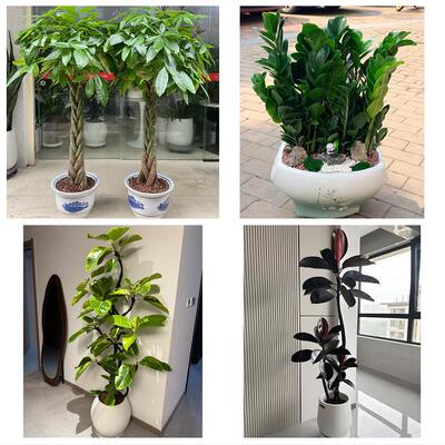 德州市临邑齐河县平原夏津县花卉店同城配送开业绿植发财树幸福树
