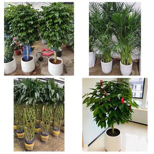 中山市西区南区五桂山小榄镇花卉店同城配送开业绿植发财树幸福树