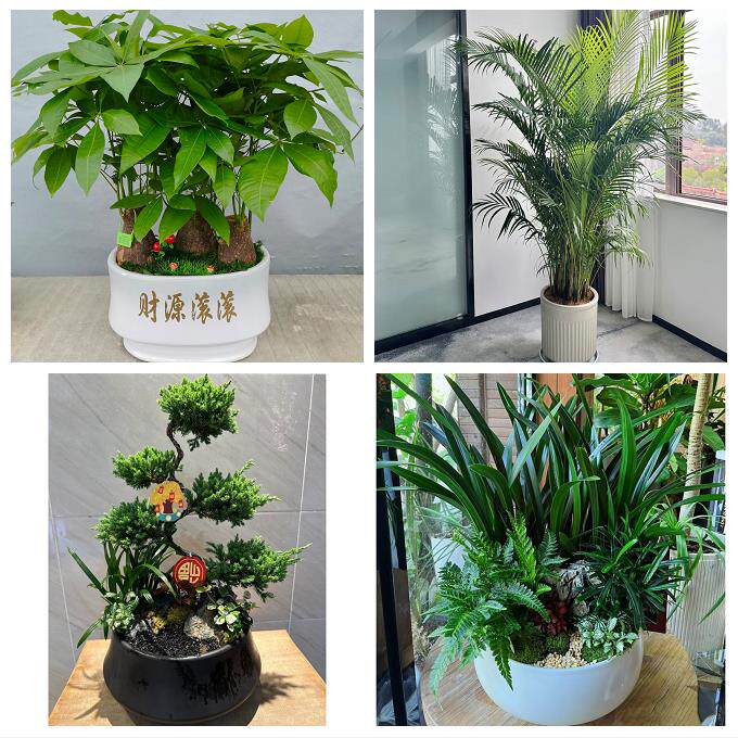 抚州市溪县资溪县东乡广昌县同城花店送开业乔迁绿植发财树幸福树