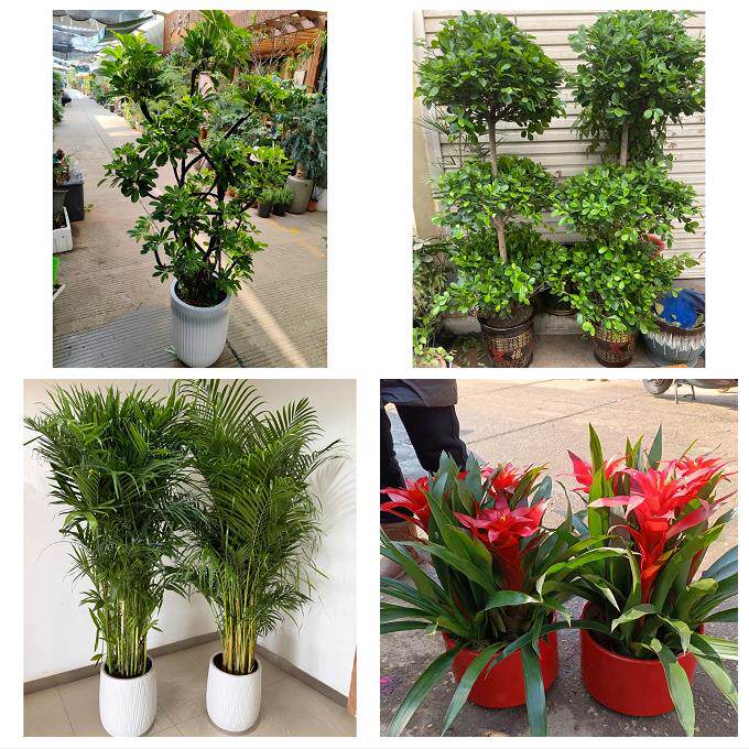 开业乔迁绿植发财树绿萝北京市朝阳区双井劲松潘家园同城花店配送