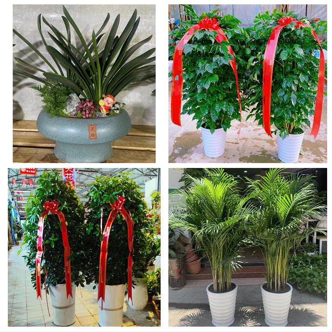 保定市涿州定州安国高碑店市同城绿植发财树幸福树送朋友开业乔迁
