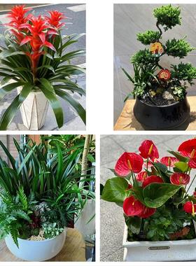 郑州市中原区二七管城金水区同城花店送开业乔迁绿植发财树幸福树