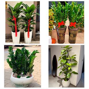 文山州马关丘北广南县富宁县花卉店同城配送开业绿植发财树幸福树