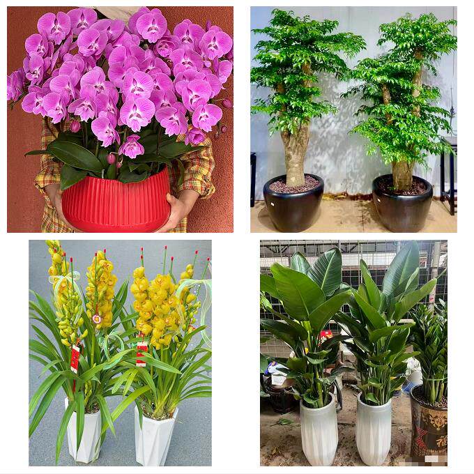 北京朝阳三里屯左家庄香河园同城绿植店送发财树幸福树开业入新居