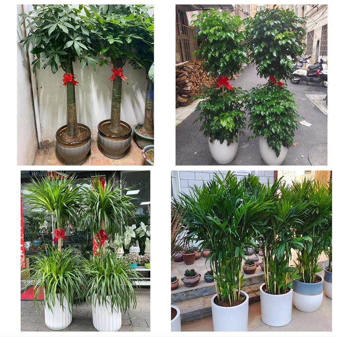 赤峰市红山区元宝山区松山区花卉店同城配送开业绿植发财树幸福树