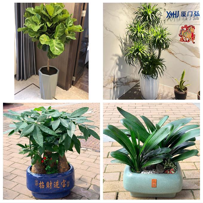 沈阳市和平区沈河大东皇姑区花卉店同城配送开业绿植发财树幸福树