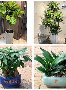 沈阳市和平区沈河大东皇姑区花卉店同城配送开业绿植发财树幸福树