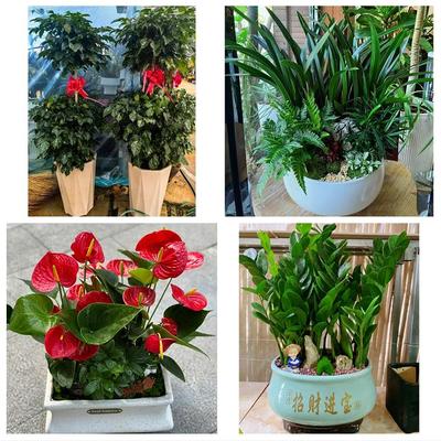 上海市静安区曹家渡天目西路同城花店送开业乔迁绿植发财树幸福树