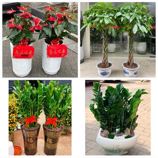雅安市石棉天全芦山县宝兴县花卉店同城配送开业绿植发财树幸福树