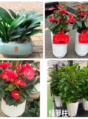保定市唐县高阳容城县涞源县花卉店同城配送开业绿植发财树幸福树