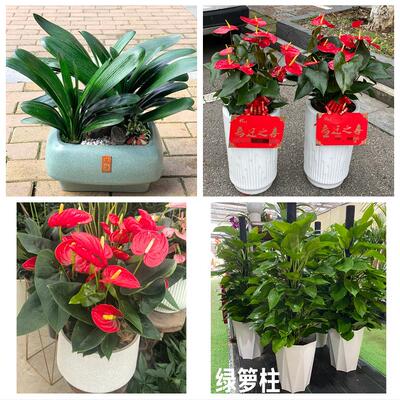 保定市唐县高阳容城县涞源县花卉店同城配送开业绿植发财树幸福树