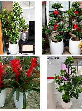 抚州市临川区南城黎川南丰县同城绿植花店公司开业送发财树金钱树