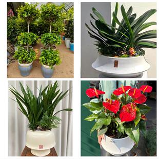 北海市海城银海铁山港区合浦同城绿植花店公司开业送发财树金钱树